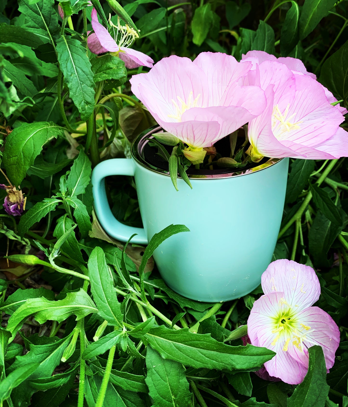White Deer Apothecary - Herbal Tea Party Class